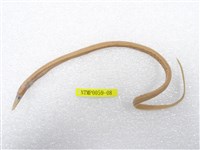 藏品(線尾鴨嘴鰻)的圖片